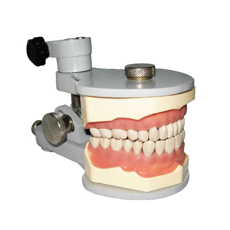 Jaw Set With Metal Articulator