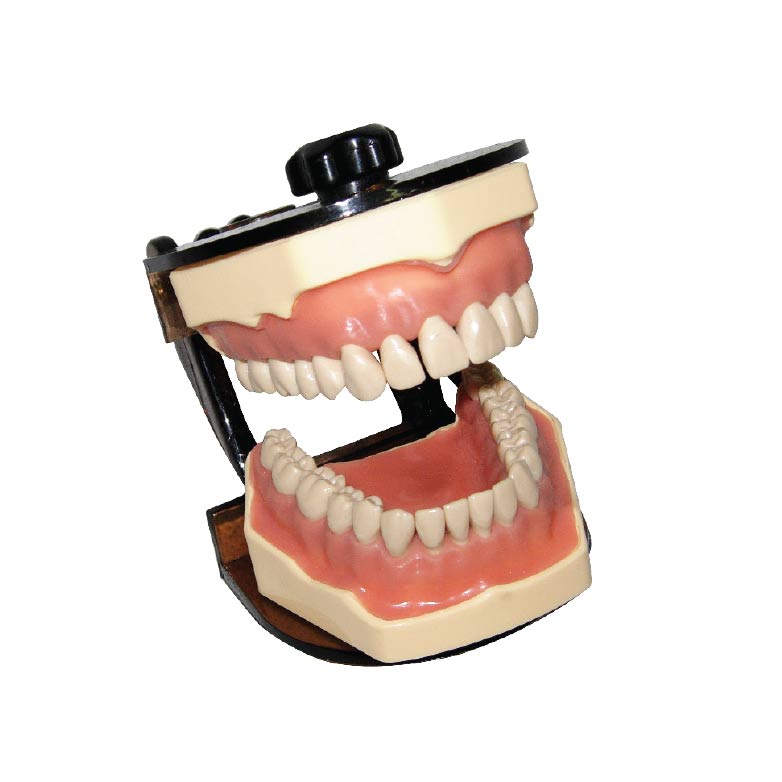 Jaw Set With Plastic Articulator